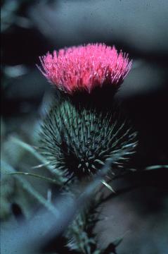 Thistle, Cirsium spp. 
 Biology 130 Plant ID, 
biology.uwsp.edu/plantid/