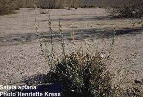 Salvia aplaria 
Sagebrush