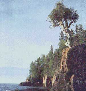 Cedar photo from site 
by Paula Geise